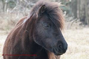 GroteGrazers/koniks Paard.jpg